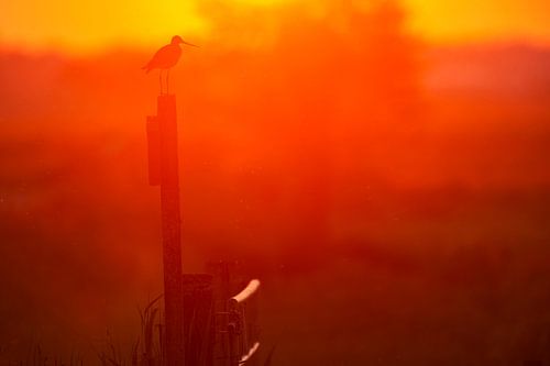 Black-tailed godwit (limosa limosa) in a meadow in Friesland.
