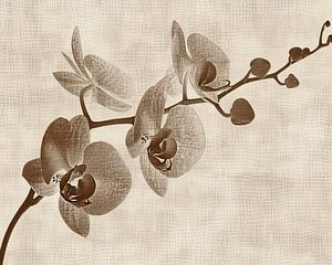 Orchideenmalerei | Sepia Stille