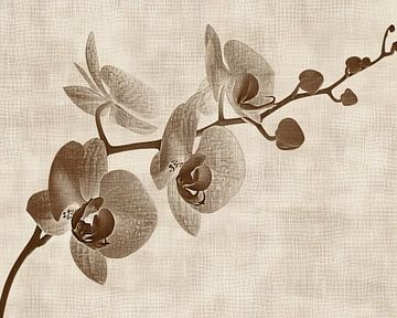 Orchideeën Schilderij | Sepia Silence van Modern Collection