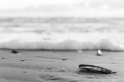 Schelpen op het strand