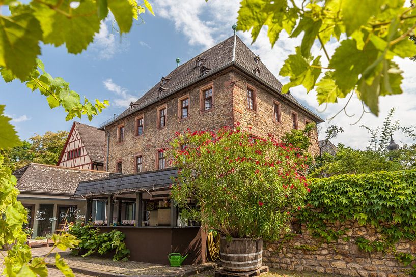 Weingut Kögler in Eltville im Rheingau by Christian Müringer