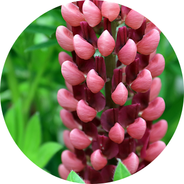 Rood paarse Lupine van Ronald Smits