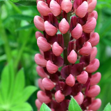 Red purple Lupin by Ronald Smits