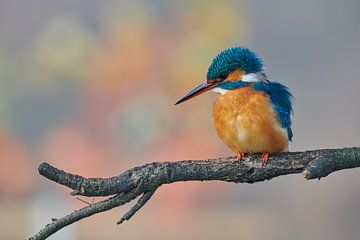 Eisvogel in schönen Pastellfarben von Eisvogel.land - Corné van Oosterhout