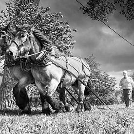 towing horse, Holland, Netherlands by Alain Ulmer