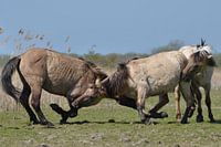 Wilde paarden