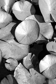 Water lily black and white