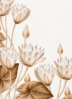 Lotus - Blumen