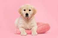 Cute golden retriever puppy lying on a pink pillow against a pink background by Elles Rijsdijk thumbnail