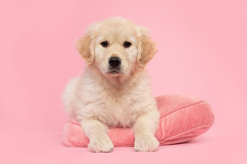 Cute golden retriever puppy lying on a pink pillow against a pink background by Elles Rijsdijk