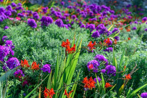 Gewoon mooie bloemen!