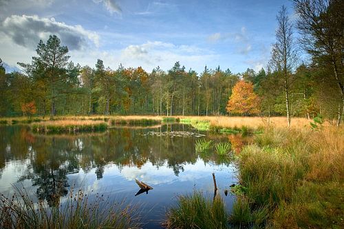Sonnenlicht auf dem Pluizenmeer