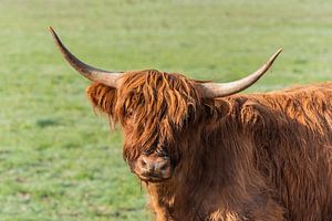 Highlander écossais