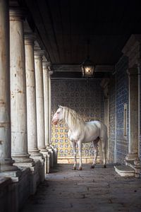 Weißes Pferd in Kolonnade | blaue Fliesen | Pferdefotografie | Portugal von Laura Dijkslag