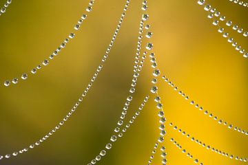 Spinnenweb met dauwdruppels van Ronald Wilfred Jansen