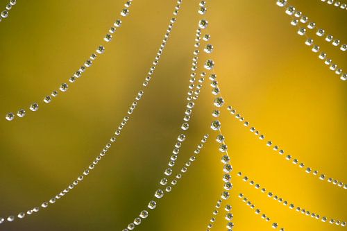 Spider web with dewdrops