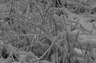 Winter Landschaften von Johnny Flash Miniaturansicht