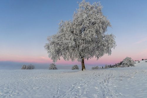 Arbre givré en Suisse