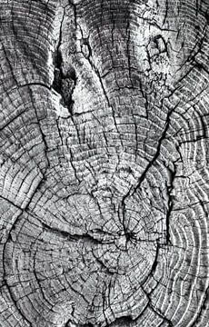 Oude, uitgedroogde boomstronk in doorsnede met jaarringen van Gerwin Schadl