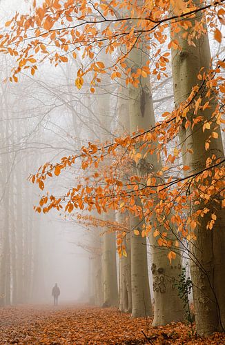 Wandelaar in de mist op een mooie herfstochtend.
