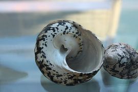 Uit de Zee (werk 2) by Cor Heijnen