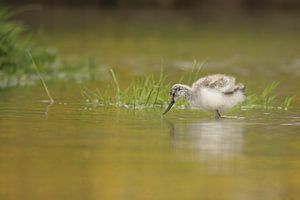 Avocette à bec bigarré