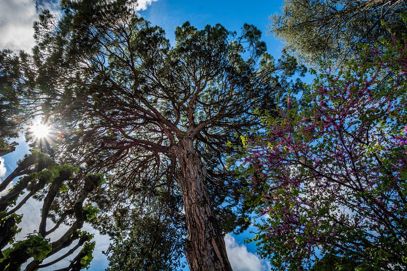 zon door de bomen by Johan Vet