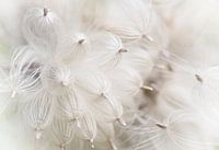 One day I'll fly away 2 (white seed fluff, elongated photo)