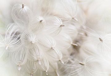 One day I'll fly away 2 (white seed fluff, elongated photo) by Birgitte Bergman