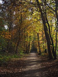 Herbstlicher Kopfsalat 1 von Marieke