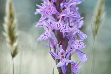 Waar de wilde orchideeën groeien van Cor de Hamer