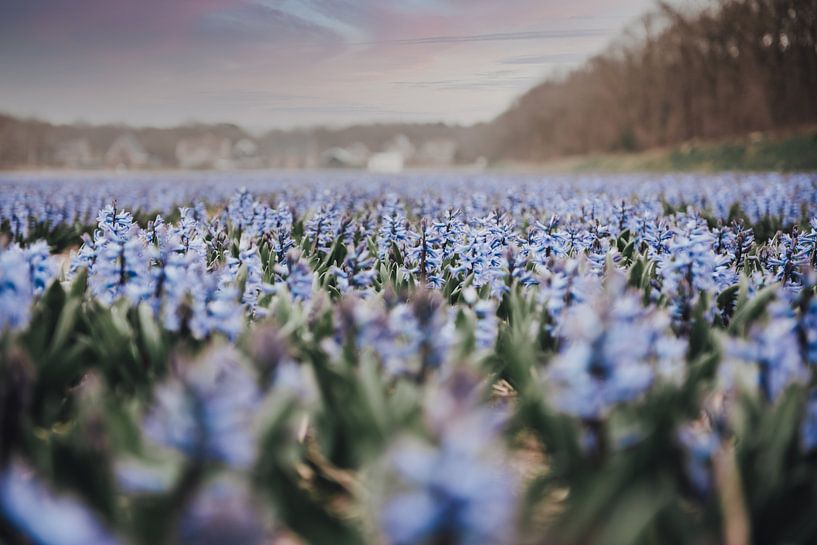 Purple flowers by Sanne Dost
