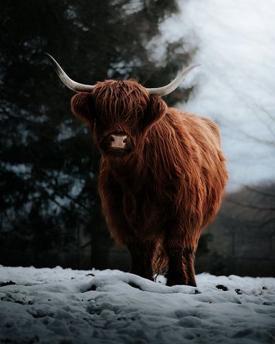 Schottisches Hochlandrind im Schnee
