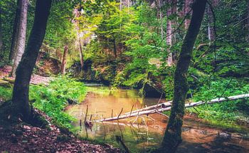 Kleiner Fluss im Wald zwischen Felsen und Sandsteinen
