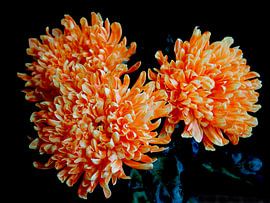 Expressive Chrysanthemums timeless composition by raisa haveman