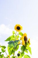 Sonnenblume