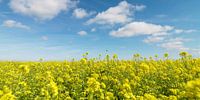 Field with rapeseed and blue sky with clouds by Sky Pictures Fotografie thumbnail