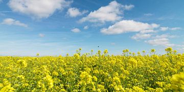 Veld met koolzaad en blauwe lucht met wolken van Sky Pictures Fotografie