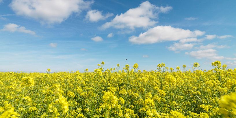 Field with rapeseed and blue sky with clouds by Sky Pictures Fotografie