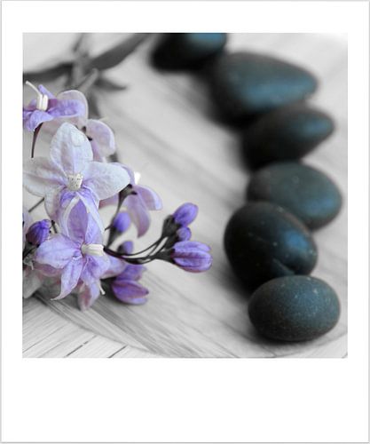 Fleurs et galets