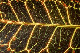 Colored leaf by BNW Nude Art