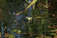 Blasen blasender Frosch