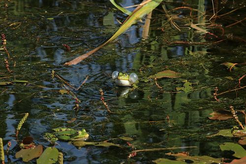 Grenouille soufflant des bulles
