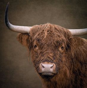 Portret Schotse Hooglander met warme bruine kleuren van Marjolein van Middelkoop