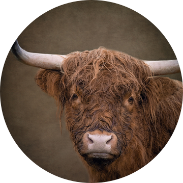 Portret Schotse Hooglander met warme bruine kleuren van Marjolein van Middelkoop