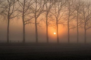 Hekwerk tussen bomen van Moetwil en van Dijk - Fotografie