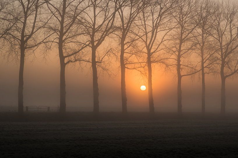 Zaun zwischen Bäumen von Moetwil en van Dijk - Fotografie