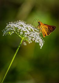 Der Dickkopf genießt den Nektar in einer Blüte der Gänseblümchengewächse, während er Ausschau hält