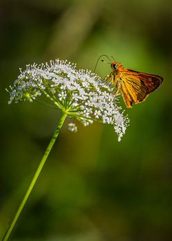 A thick-headed fly enjoys some nectar in an umbellate flower whilst keeping watch