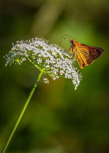 A thick-headed fly enjoys some nectar in an umbellate flower whilst keeping watch